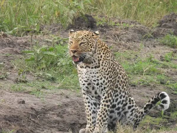 Leonard Wildlife Safaris
